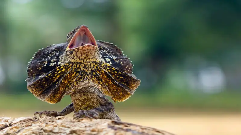 Complete Guide to Ghidralite: Benefits, Uses, and Key Features